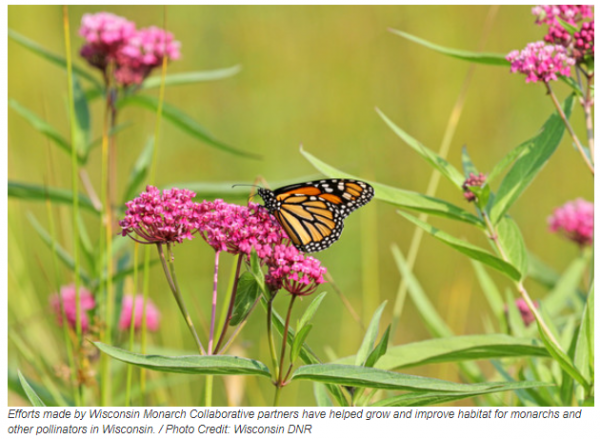 DNR: Monarch Habitat Takes Off In Wisconsin - Green Bay News Network